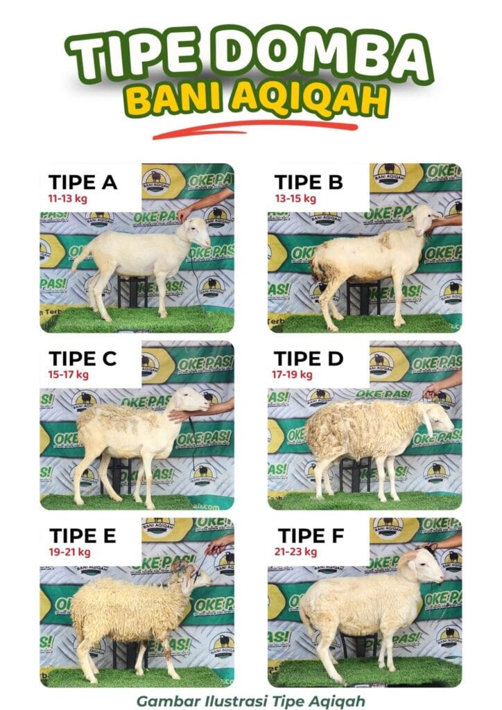 Tipe domba yang digunakan untuk paket aqiqah Bani Aqiqah
